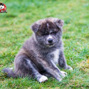 DSC 0019 kopia (Copy)